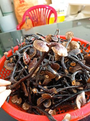 Nấm linh chi nứa mọc tự nhiên. Mua bán Đồ ăn, thực phẩm và các loại khác tại Thành phố Thuận An Bình Dương được đăng bởi Nguyễn Hạnh 