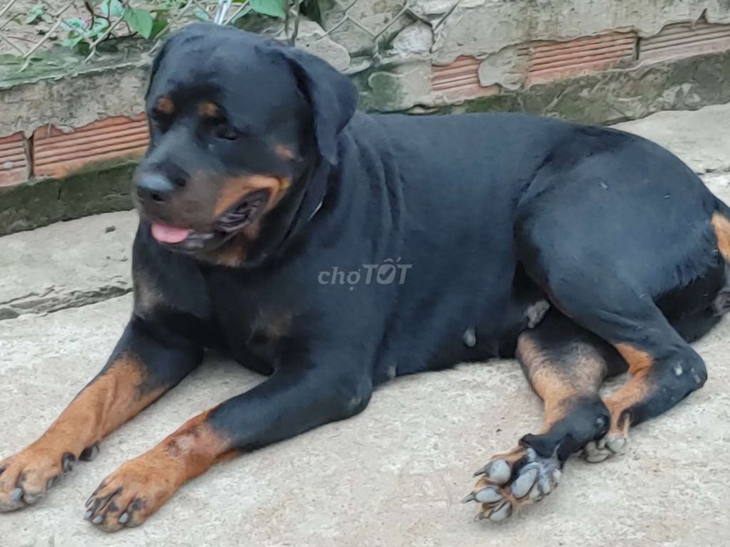 Bán Rottweiler Cái Khủng Long. Mua bán Chó tại Thành phố Thủ Dầu Một Bình Dương được đăng bởi Nhân Rottweiler  hình 3