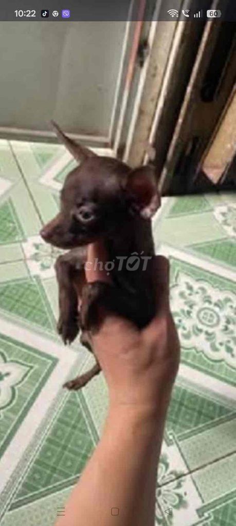 fox hươu siêu mini. Mua bán Chó tại Thành phố Thủ Đức Tp Hồ Chí Minh được đăng bởi vinh hình 1