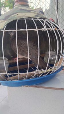 Có con mái thái thích hợp ghép ss ae nào quan tâm. Mua bán Chim tại Huyện Cần Giuộc Long An được đăng bởi Thành Thái 