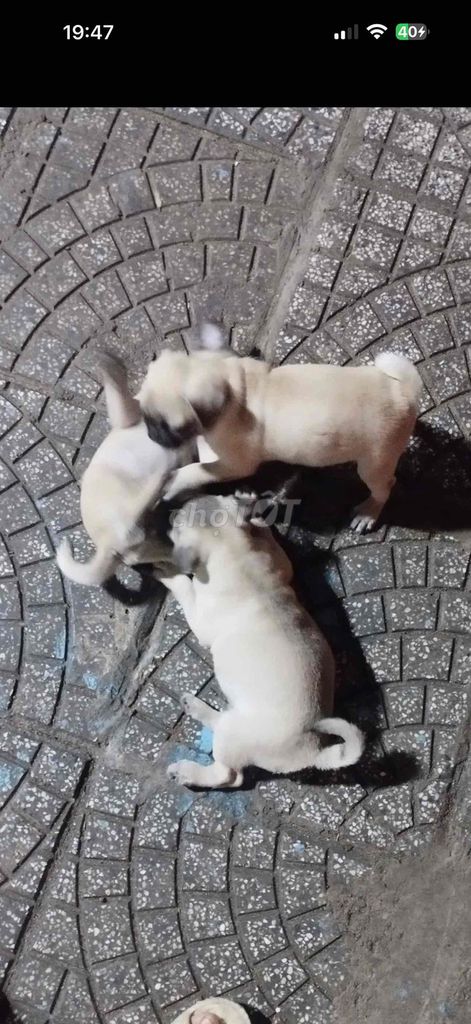 Chó Pug Cái Vàng kem. Mua bán Chó tại Thành phố Thủ Dầu Một Bình Dương được đăng bởi Family Pug hình 1