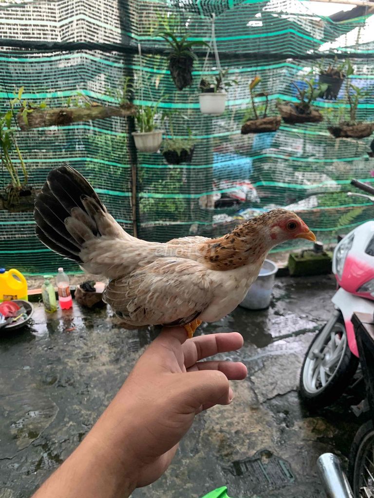 Gà mái tre bắc tơ 2 lạng 5. Mua bán Gà tại Thị xã Bình Minh Vĩnh Long được đăng bởi Vinh gà kiểng Vĩnh Long hình 1