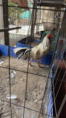bướm 3kg rớt lông 🌾🌾🌾. Mua bán Gà tại Thành phố Châu Đốc An Giang được đăng bởi Đức Khải