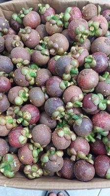 Măng cụt tím trắng ngọt thanh tráng miệng