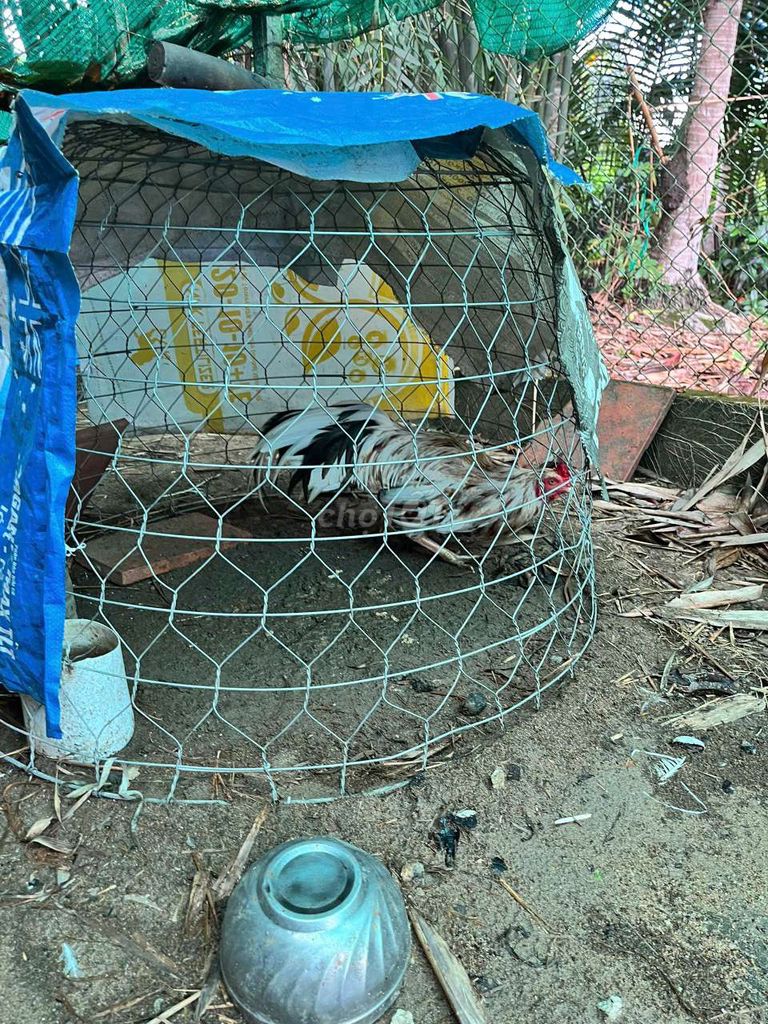 Gà trống vườn. Mua bán Gà tại Huyện Kế Sách Sóc Trăng được đăng bởi Bé Huyền  hình 1