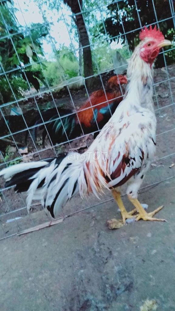 Gà trống 3kg Đực Trắng nâu đen. Mua bán Gà tại Huyện Phong Điền Cần Thơ được đăng bởi Ký cần Thơ  hình 1