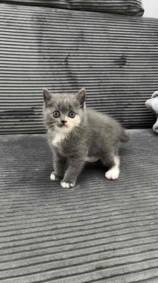 Mèo Anh lông ngắn cái Bicolor 2 tháng