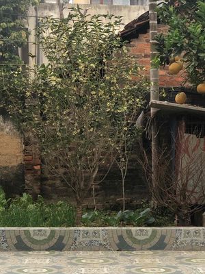 Chó Fox đực khỏe mạnh