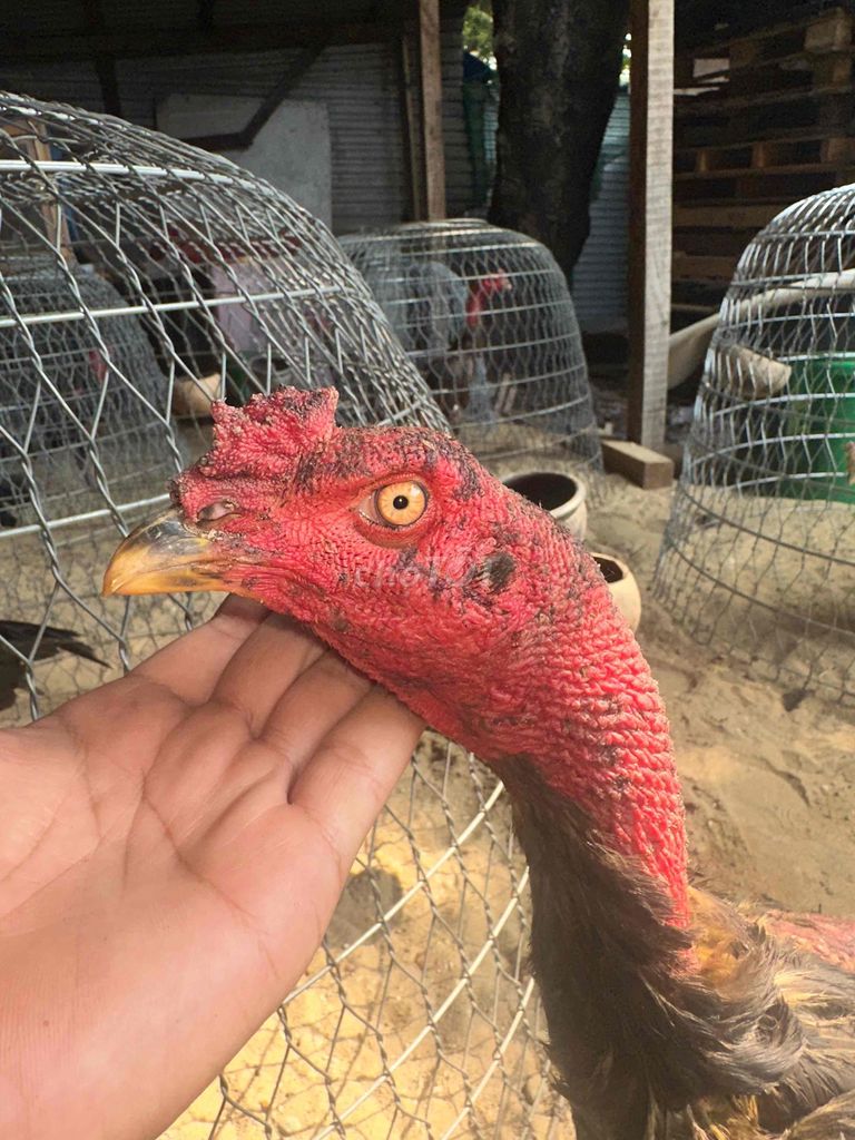 ô đấm thay lông. Mua bán Gà tại Quận 12 Tp Hồ Chí Minh được đăng bởi soffa sg hình 1