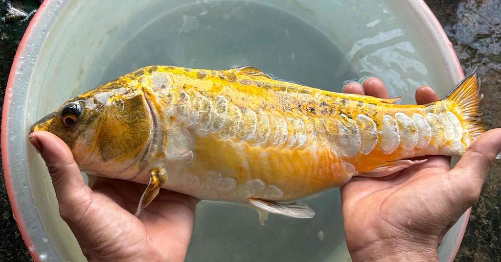 Cá Koi Vàng đen trắng 2kg. Mua bán Thú cưng khác tại Huyện Bình Chánh Tp Hồ Chí Minh được đăng bởi gam hình 1