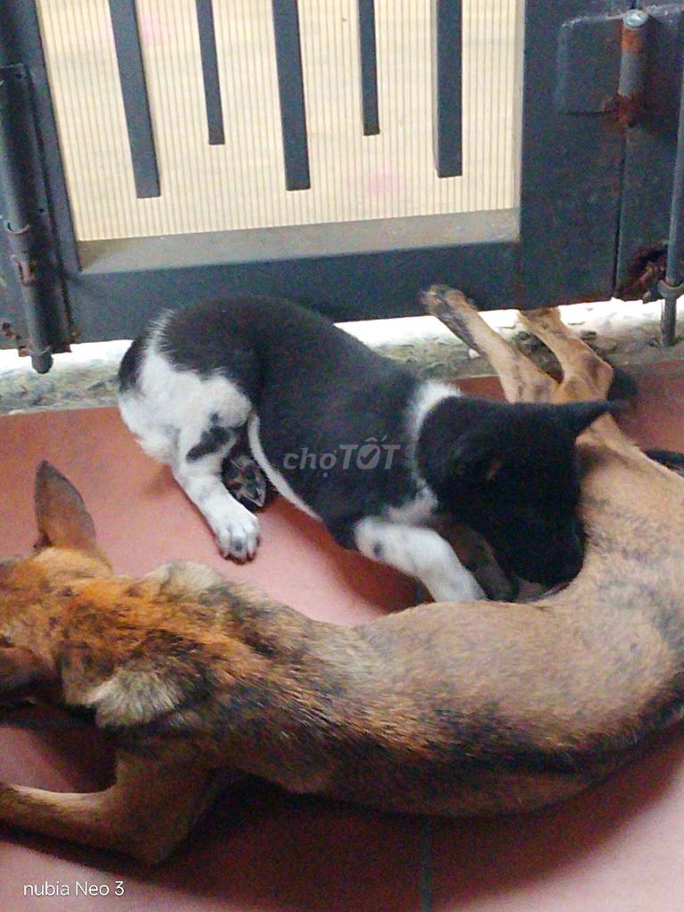 Chó Lai Phú Quốc đực hơn 1 tháng. Mua bán Chó tại Quận Cẩm Lệ Đà Nẵng được đăng bởi Nguyễn hải hình 1