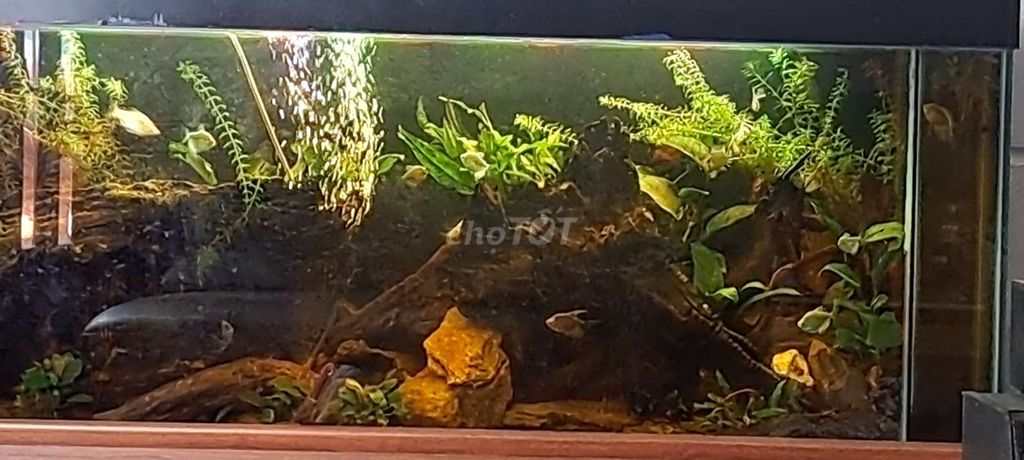 Hồ thủy sinh 1500x30x60mm. Mua bán Phụ kiện, Thức ăn, Dịch vụ tại Quận Thanh Khê Đà Nẵng được đăng bởi Nam hình 1