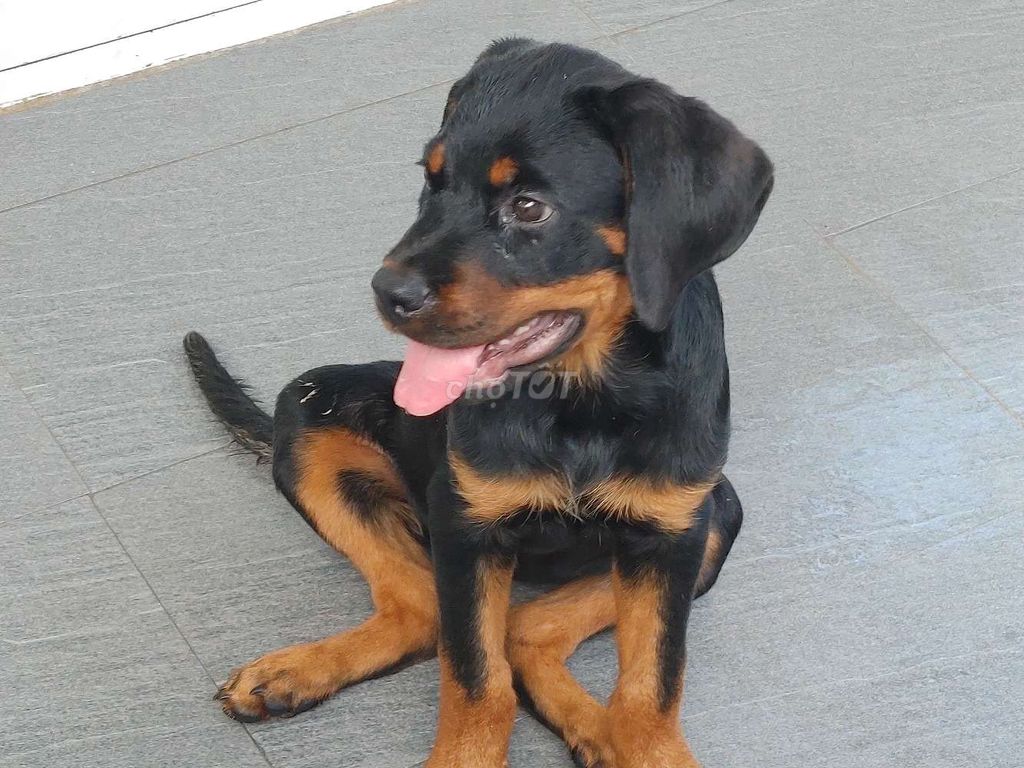 Xuất Chuồng Chó Rottweiler