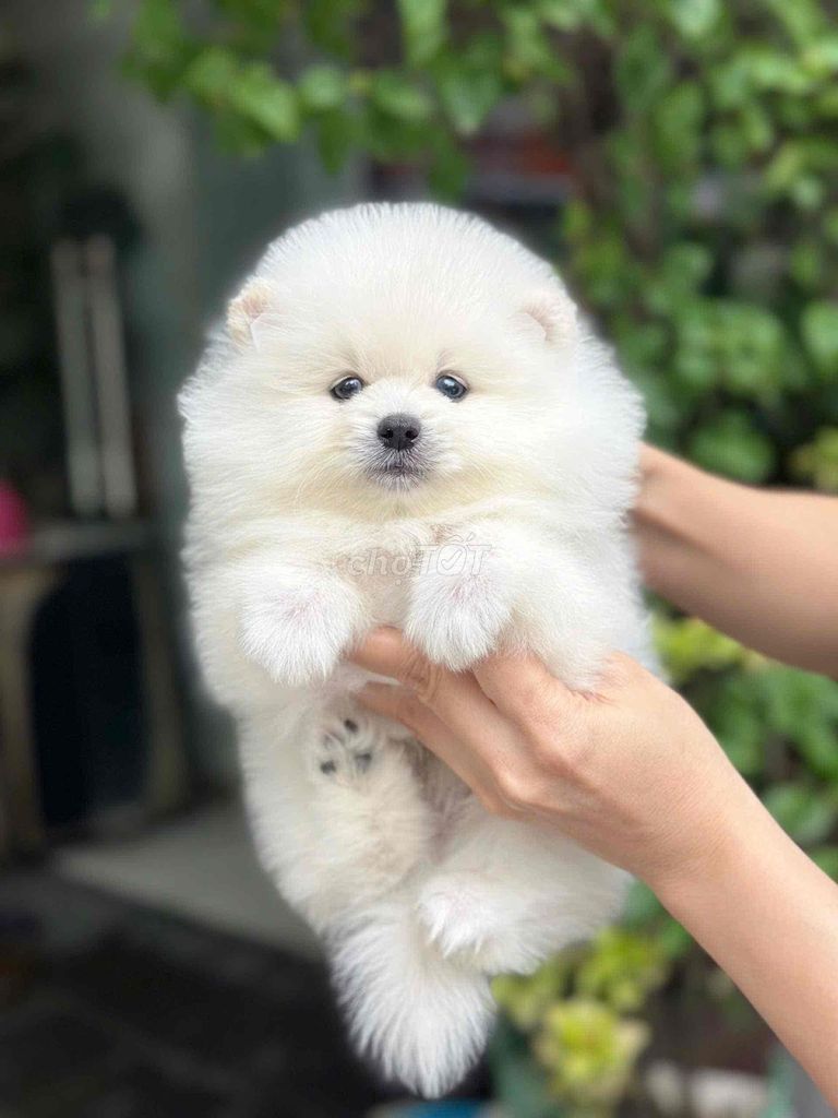 Chó Phốc Sóc nhiều màu cả hai. Mua bán Chó tại Quận 6 Tp Hồ Chí Minh được đăng bởi thomnguyen hình 1