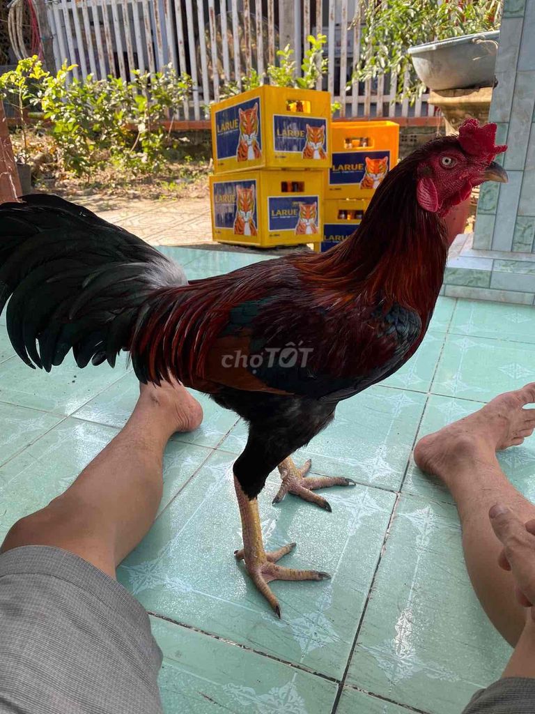 cần tìm gà nọc lớn ký về đỗ mái gà thua độ cũng dc. Mua bán Gà tại Quận Ô Môn Cần Thơ được đăng bởi Minh Nhí hình 1