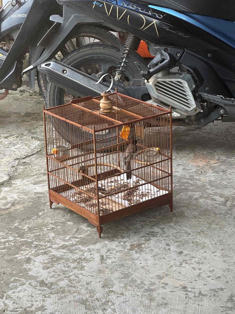 Chim chào mào đang vào cám. Mua bán Chim tại Huyện Lệ Thủy Quảng Bình được đăng bởi Phạm Thế Bình hình 1