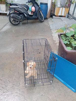 Chó poodle tên nâu.. Mua bán null tại Quận Bình Tân Tp Hồ Chí Minh được đăng bởi Thảo hình 1