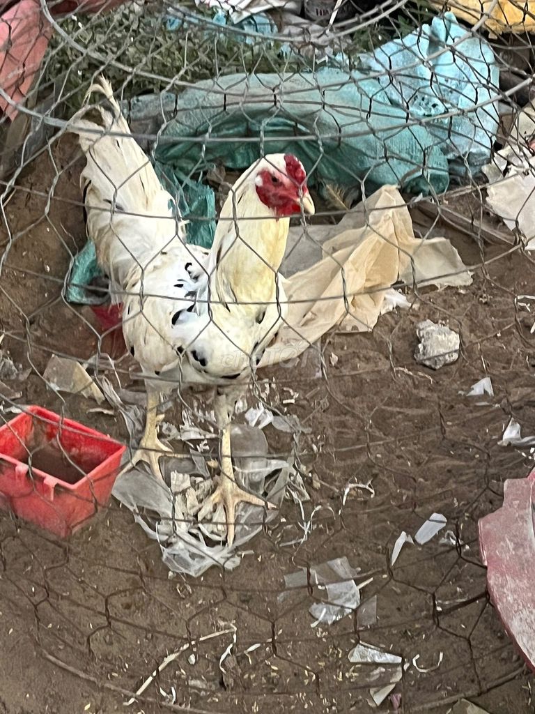 Gà tre trắng đực. Mua bán Gà tại Thành phố Thủ Đức Tp Hồ Chí Minh được đăng bởi Tên chưa cung cấp hình 1