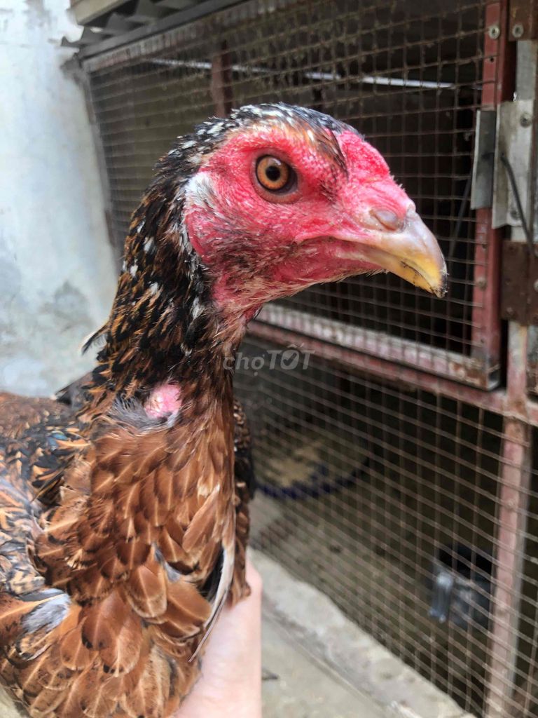 bịp chân xanh và ô chân chì. Mua bán Gà tại Quận Hoàng Mai Hà Nội được đăng bởi Hoà hình 1