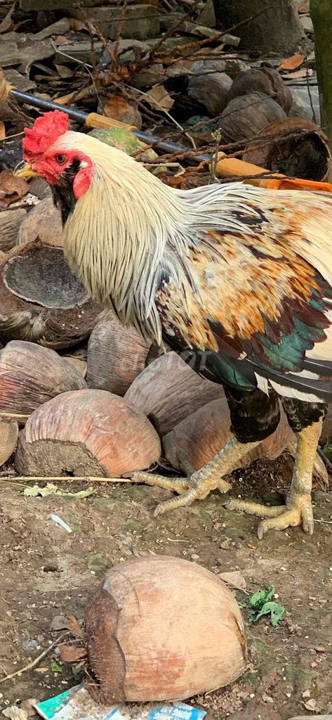 Gà chuối râu zin 3.1kg. Mua bán Gà tại Quận Ô Môn Cần Thơ được đăng bởi Sơn hình 1
