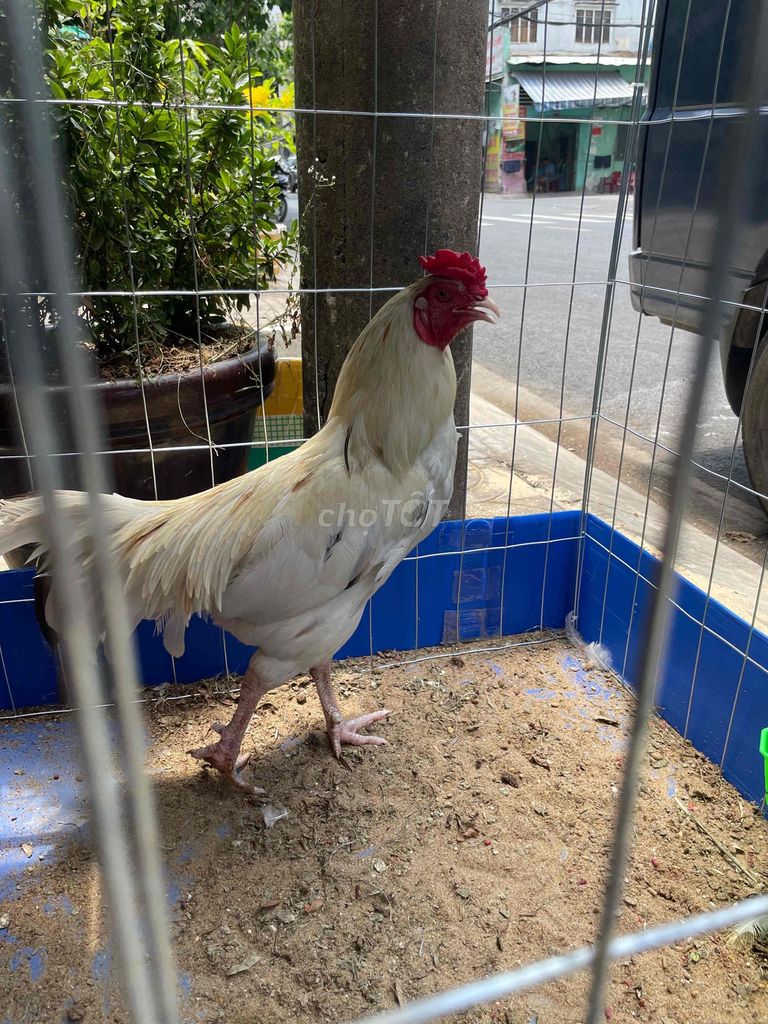Gà chọi Trắng 3.1kg 11 tháng. Mua bán Gà tại Huyện Bắc Tân Uyên Bình Dương được đăng bởi thap nhan sinh hình 1