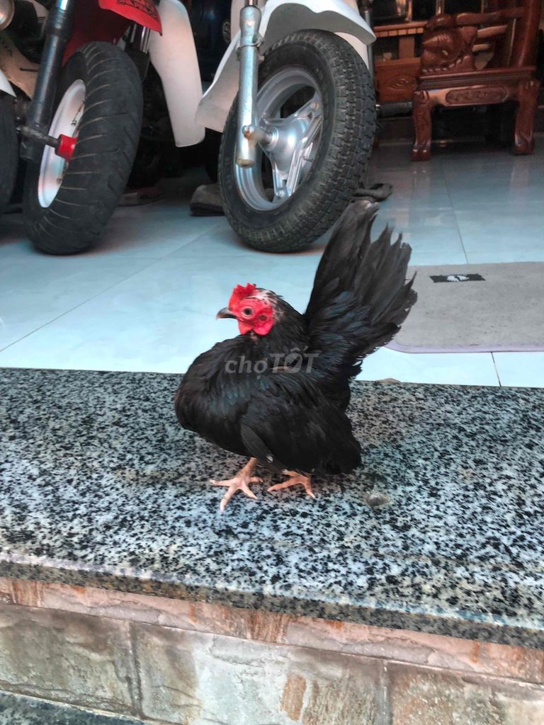 Gà tre cảnh Đen Khỏe mạnh. Mua bán Gà tại Huyện Nhà Bè Tp Hồ Chí Minh được đăng bởi LÊ VĂN GIÀU hình 1