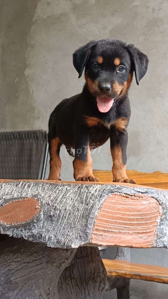 Rottweiler cái