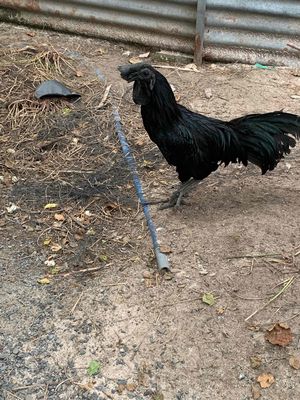 gà mặt quỷ trống có gl. Mua bán Gà tại Thành phố Biên Hòa Đồng Nai được đăng bởi Anh Hải 36 tuổi