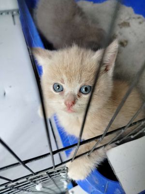 Mèo Anh. Mua bán Mèo tại Quận Bình Tân Tp Hồ Chí Minh được đăng bởi Tú