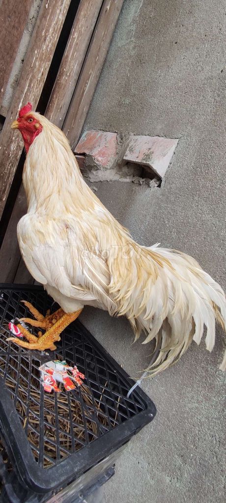 gà nọc úa. Mua bán Gà tại Quận 10 Tp Hồ Chí Minh được đăng bởi Khoi hình 1