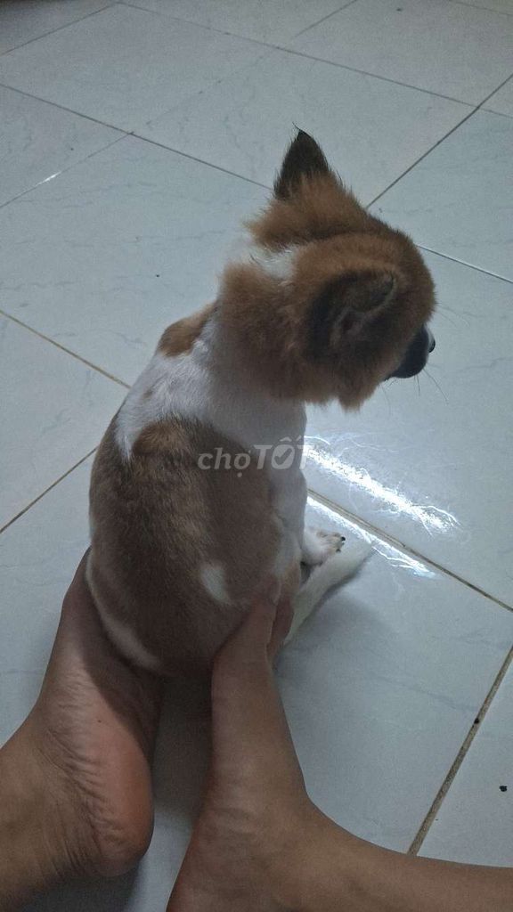 Chó Corgi lai nâu trắng 3 tháng chân ngắn. Mua bán Chó tại Quận 12 Tp Hồ Chí Minh được đăng bởi Gia Linh hình 1
