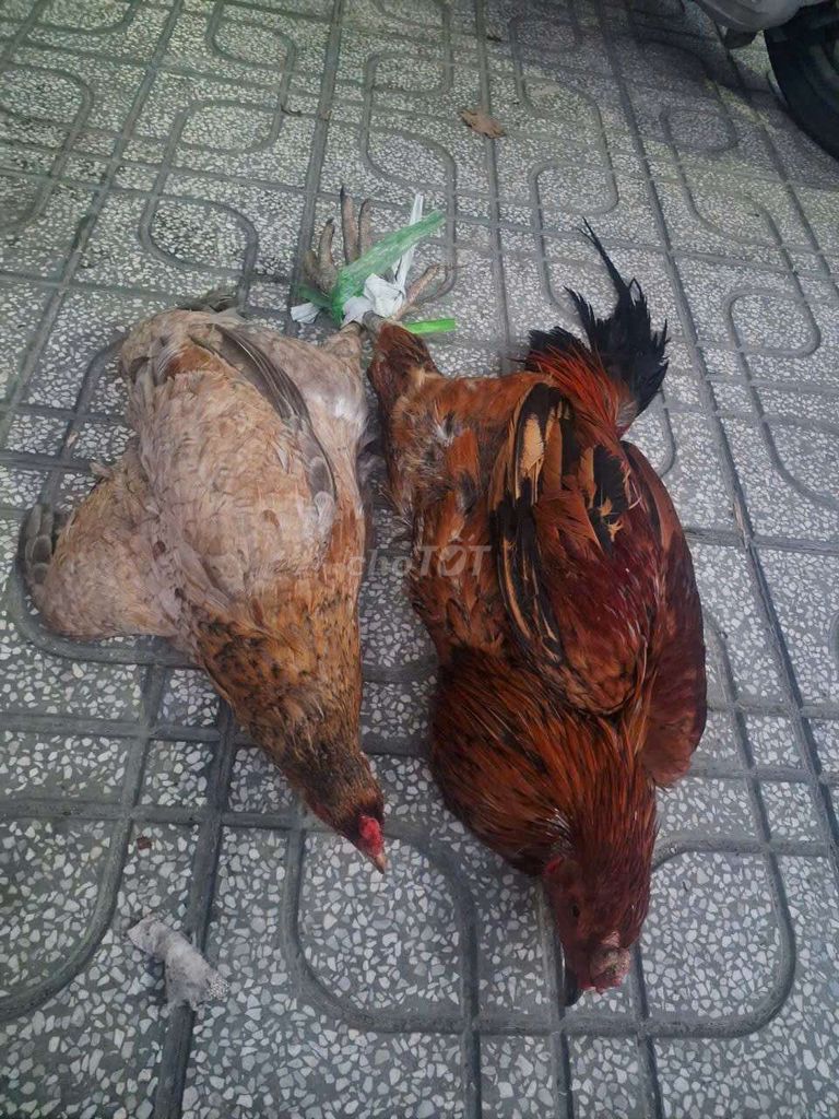 Gà đá giống 5kg 3kg trống 2kg mái. Mua bán Gà tại Thành phố Mỹ Tho Tiền Giang được đăng bởi Anh vàng hình 1