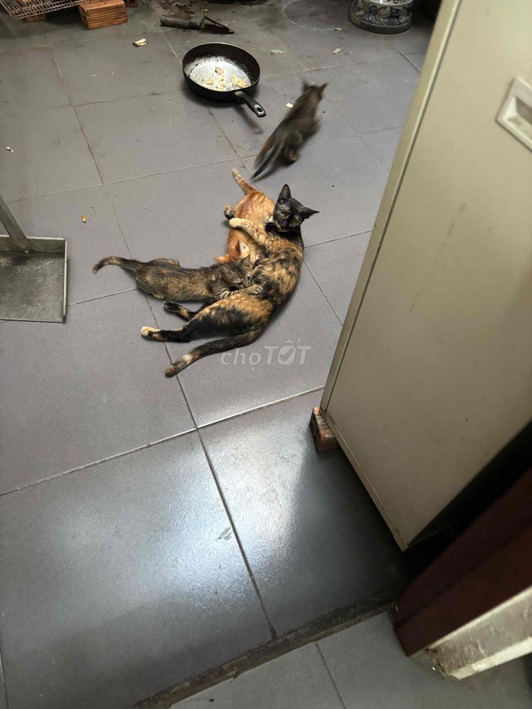 Mèo cảnh 4 tháng tuổi Đực Cái. Mua bán Mèo tại Quận Bình Thạnh Tp Hồ Chí Minh được đăng bởi Hương Nguyễn hình 1