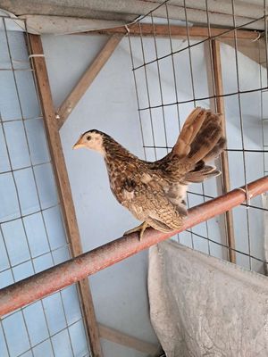 Mái serama cần bán. Mua bán Gà tại Thành phố Biên Hòa Đồng Nai được đăng bởi Son