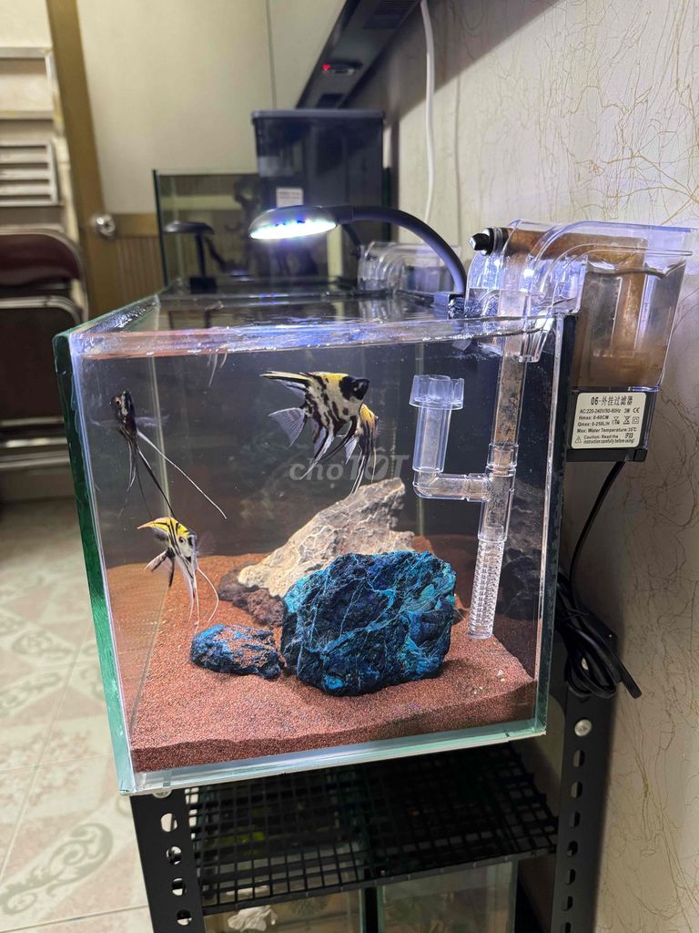 Bể cá Kính 15x10x15 cm cho Cá Betta. Mua bán Phụ kiện, Thức ăn, Dịch vụ tại Quận Hai Bà Trưng Hà Nội được đăng bởi Phạm Khiêm hình 1