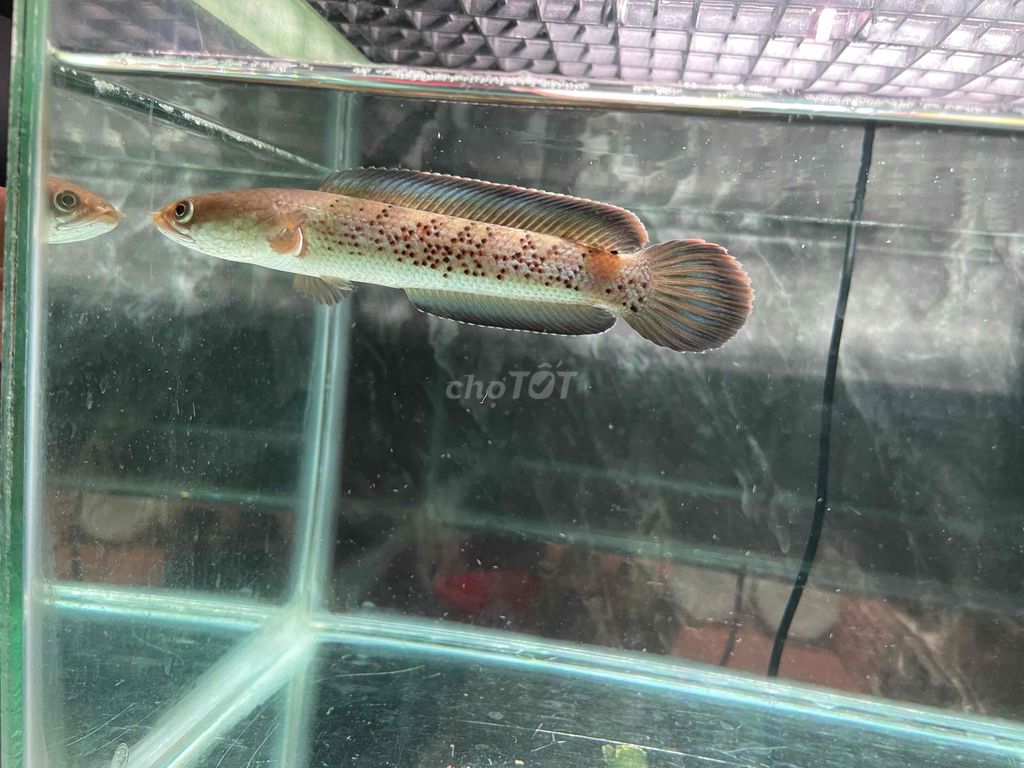 Cá lóc Tiểu hoàng đế 8-9cm đã thuần cám. Mua bán Thú cưng khác tại Quận Tân Phú Tp Hồ Chí Minh được đăng bởi Nguyễn Tấn Quang hình 1