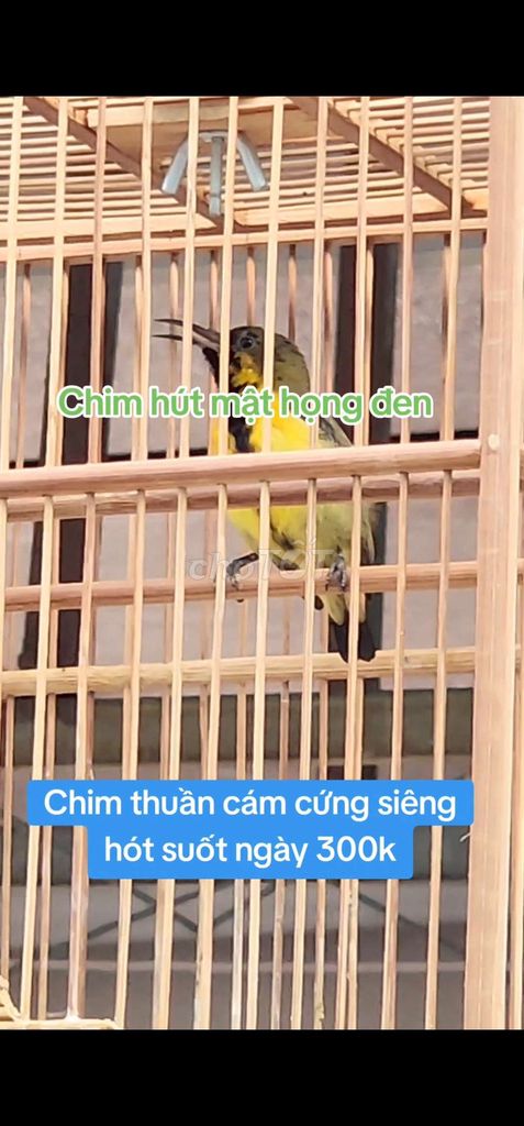 Bán chim hút mật họng đen siêng hót suốt ngày