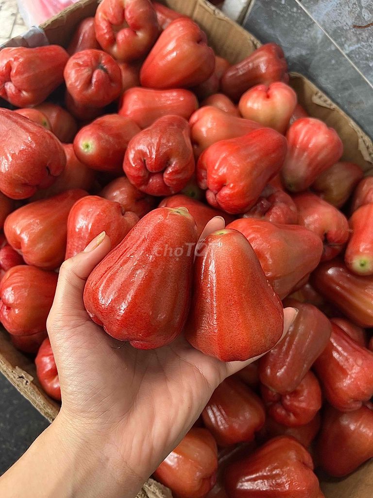 Mận An Phước Giòn ngọt. Mua bán Đồ ăn, thực phẩm và các loại khác tại Quận 4 Tp Hồ Chí Minh được đăng bởi Thoa Truong hình 1