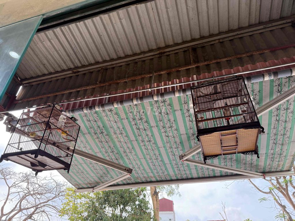 Lồng chim chào mào. Mua bán Chim tại Huyện Kim Sơn Ninh Bình được đăng bởi kiên hình 1