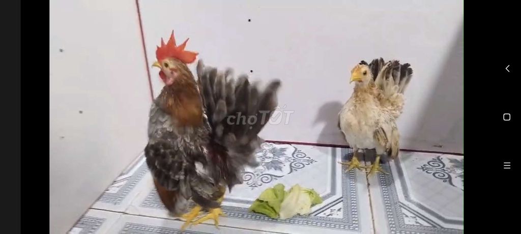 TRỐNG XÁM ĐIỀU & MÁI VÀNG SERAMA 33. Mua bán Gà tại Quận 8 Tp Hồ Chí Minh được đăng bởi THUẬN PHÁT SERAMA hình 5