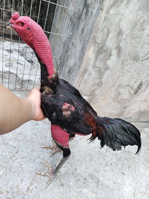 Gà đòn Tía Chân Xanh 08. Mua bán Gà tại Quận 1 Tp Hồ Chí Minh được đăng bởi Thạch
