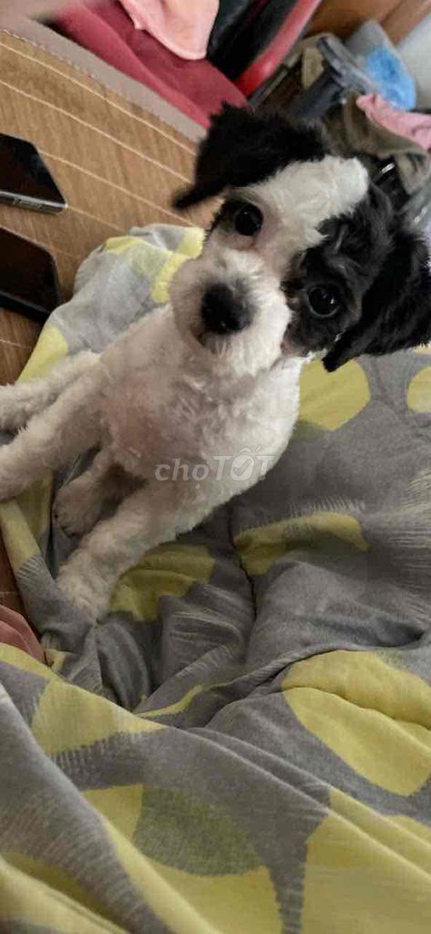 Chó Poodle Đực Đen trắng Đã tiêm 2 mũi. Mua bán Chó tại Quận Hà Đông Hà Nội được đăng bởi le thi phuong thao hình 1