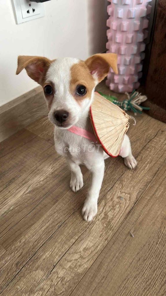 Chihuahua tai cụp deerhead. Mua bán Chó tại Huyện Văn Giang Hưng Yên được đăng bởi hung hình 1