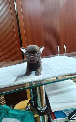 Chó Chihuahua đực Socola