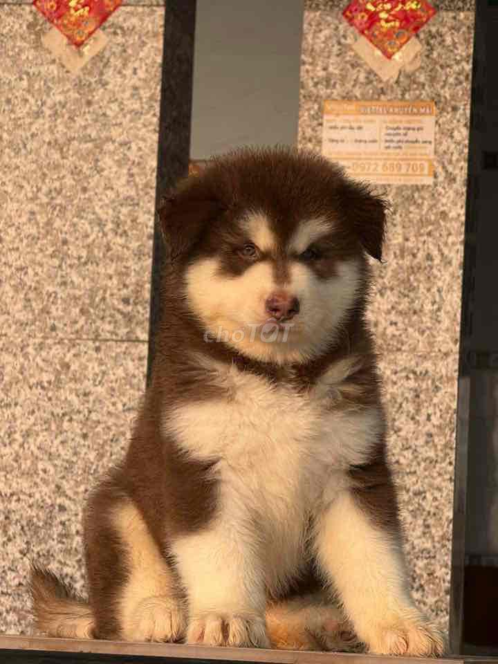 Tìm nhà mới cho các bé Alaska size Đại. Mua bán Chó tại Huyện Châu Thành Tây Ninh được đăng bởi Nguyễn Ngân hình 1