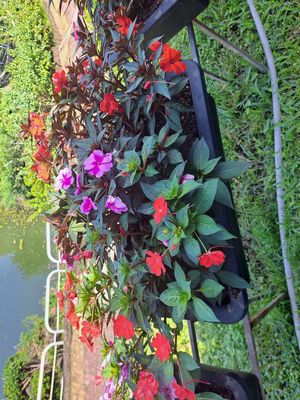 Honda Ware màu Đỏ. Mua bán Xe máy tại Huyện Thống Nhất Đồng Nai được đăng bởi Phong 