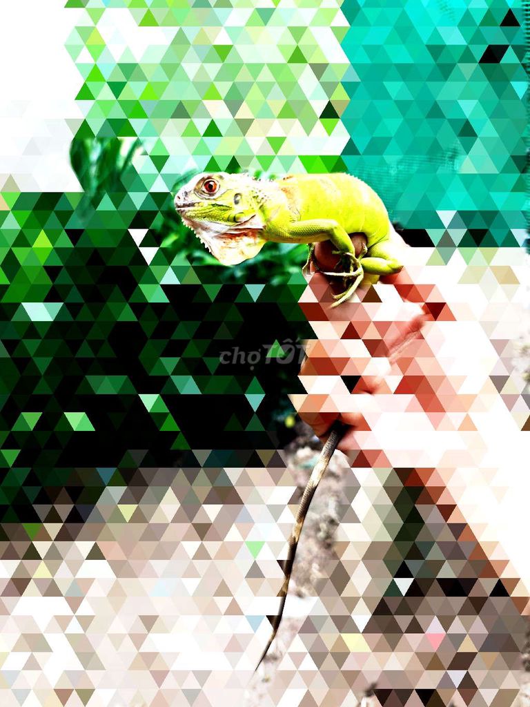 Bay. Mua bán Chó tại Huyện Thoại Sơn An Giang được đăng bởi abc hình 1