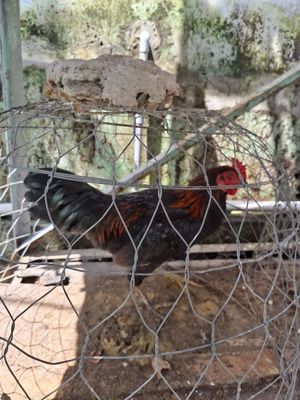 Gà trống ta thả vườn mới lớn. Mua bán Gà tại Huyện Hóc Môn Tp Hồ Chí Minh được đăng bởi pham van hung