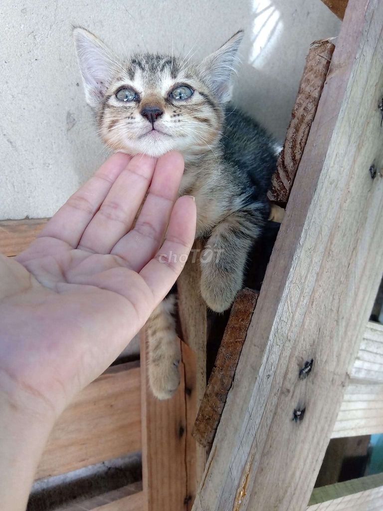 Mèo Bengal lai rừng Đực cái Vằn. Mua bán Mèo tại Quận 1 Tp Hồ Chí Minh được đăng bởi Cao Minh Đạt hình 1