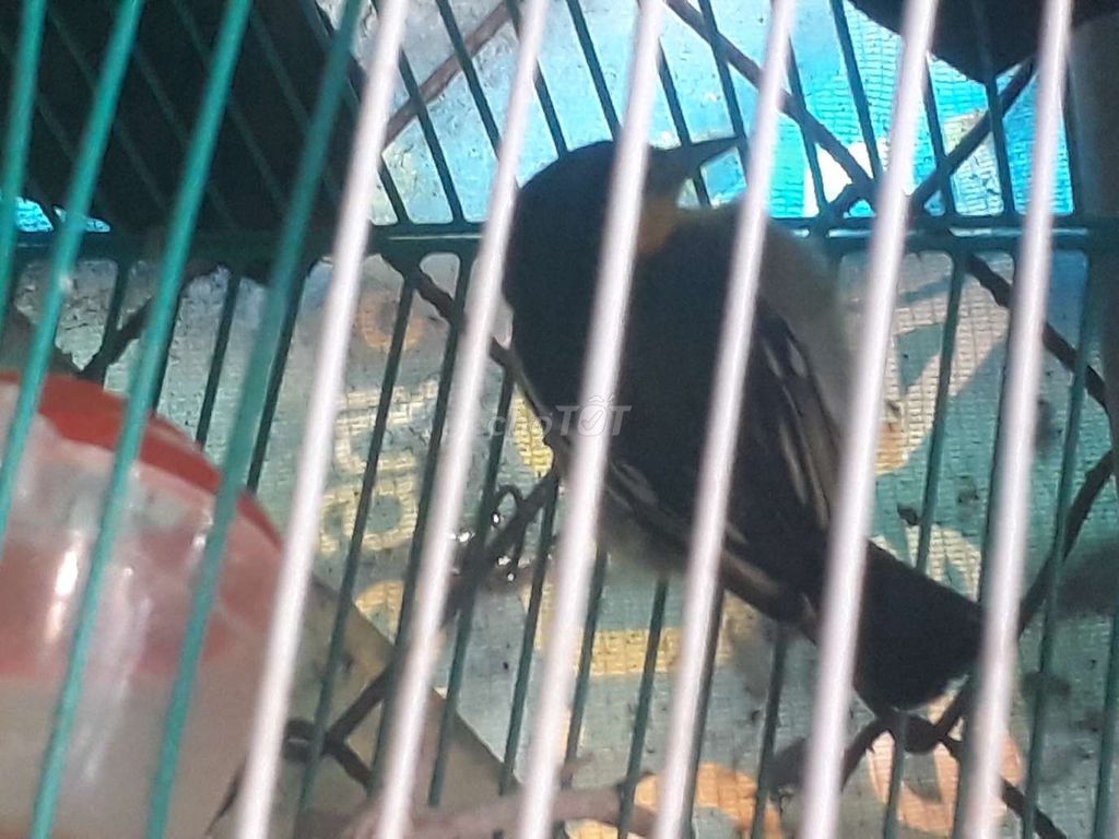 Chim Huýt Cô Trống. Mua bán Chim tại Thành phố Sóc Trăng Sóc Trăng được đăng bởi Trần Thịnh hình 1